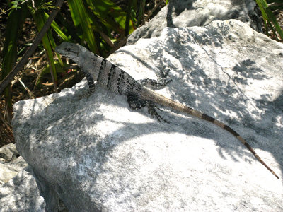 Black Iguana - Ctenosaura similis