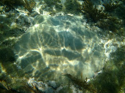 Knobby Brain Coral - Pseudodiploria clivosa