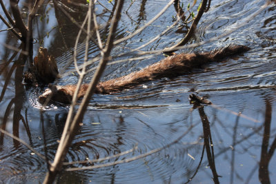 Mink - Mustela vison