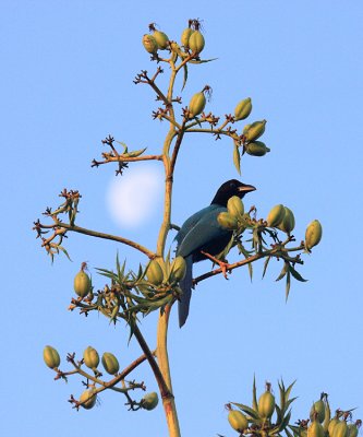 Yucatan Jay - Cyanocorax yucatanicus, and the moon