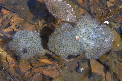 Wood Frog (Lithobates sylvaticus) egg masses