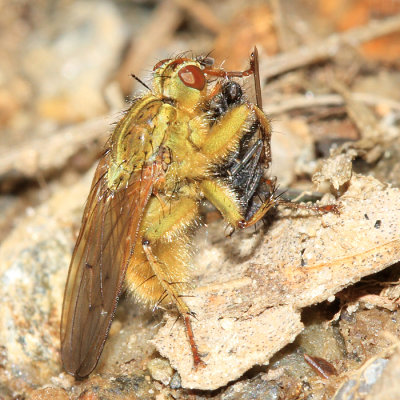 Golden Dung Fly - Scathophaga stercoraria (eating another fly)
