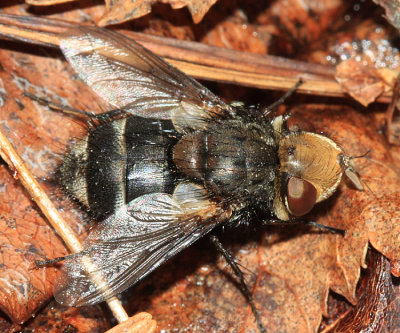 Gonia frontosa