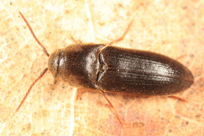 Isarthrus calceatus