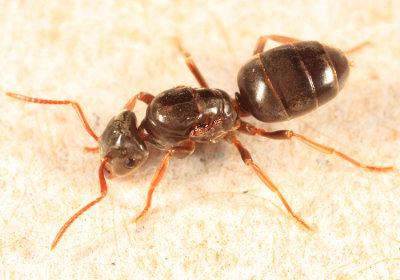 Ants genus Lasius
