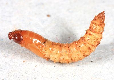 Xylophagus cinctus pupa