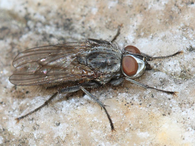 Leucophora sp. (male)