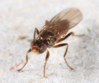 Frit Flies - subfamily Siphonellopsinae