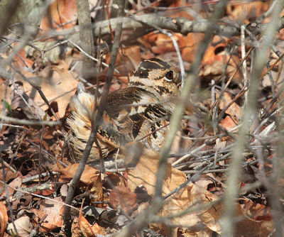 American Woodcock - Scolopax minor (on a nest)