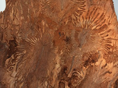 Scolytin larva trails on the underside of pine bark
