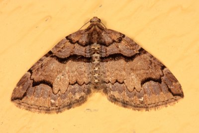 7329-Variable Carpet Moth -- Anticlea vasiliata
