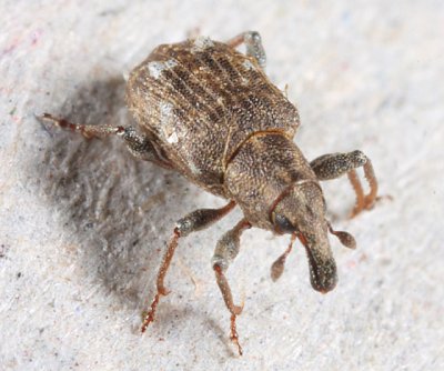 Bagous planatus