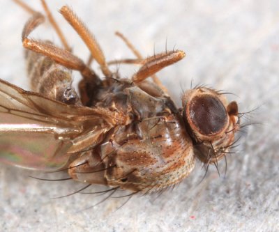 Drosophila colorata