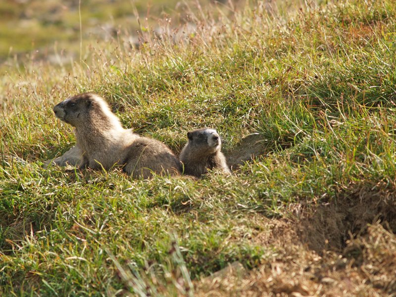 Marmots