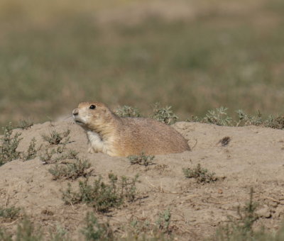 Prairie Dog Town