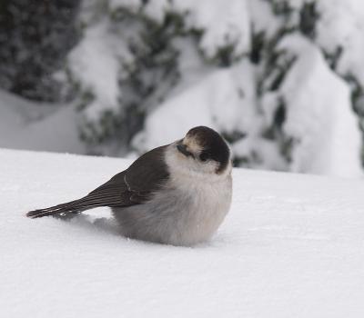 Gray Jay