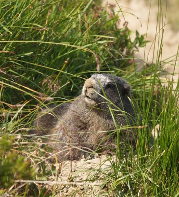 Marmot