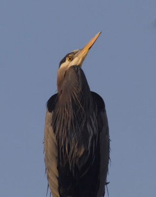 Heron