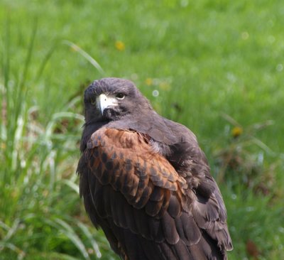 harris_hawk.jpg