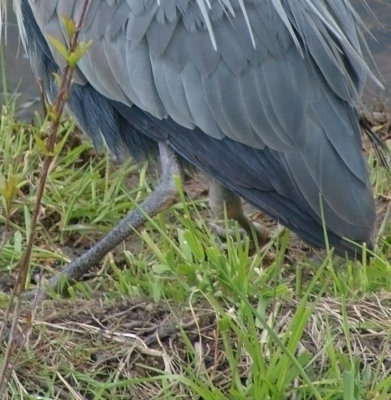 heron