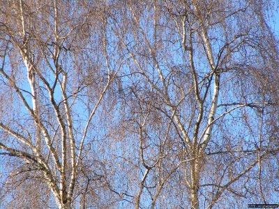 o20091202_201_std.jpg