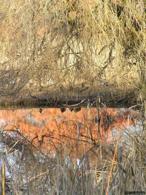 o20091202_202_std.jpg