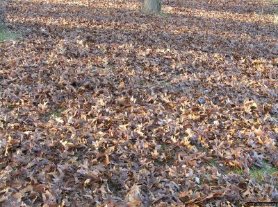 o20091202_210_std.jpg