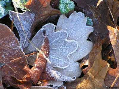 o20091202_213_std.jpg