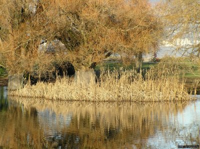o20091202_218_std.jpg