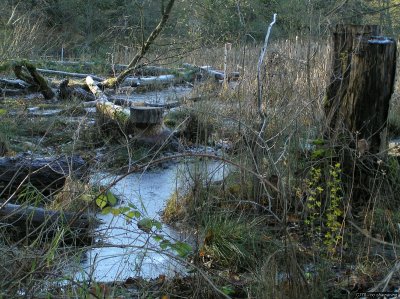 o20091202_225_std.jpg