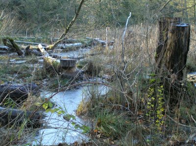 o20091202_226_std.jpg