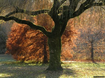 o20091202_253_std.jpg