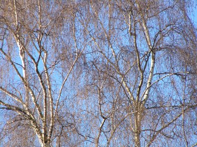 o20091202_201_std.jpg