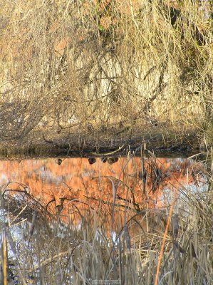o20091202_202_std.jpg