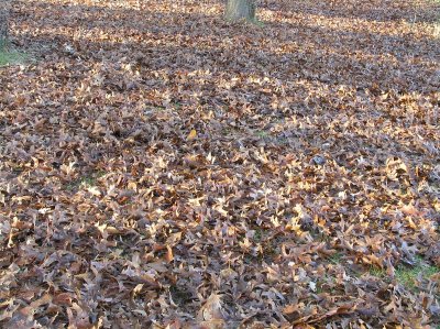o20091202_210_std.jpg