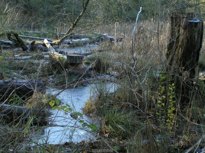 o20091202_225_std.jpg