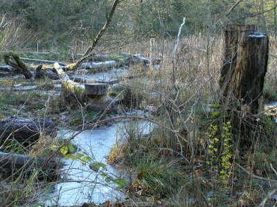 o20091202_226_std.jpg