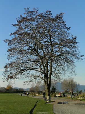 o20091202_245_std.jpg