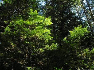 p8185829a_std.jpg