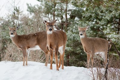 Three Does in the Snow