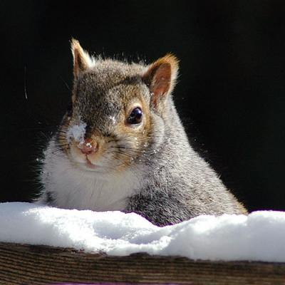 Grey Squirrel in the Snow