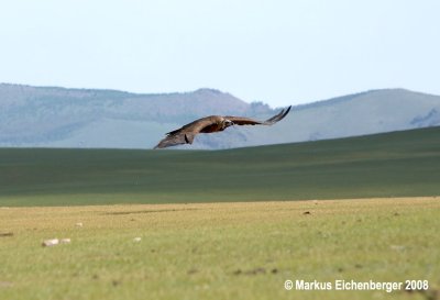 MONGOLIA 6 TSENKHER RASHAAN IMG_9556-2.jpg