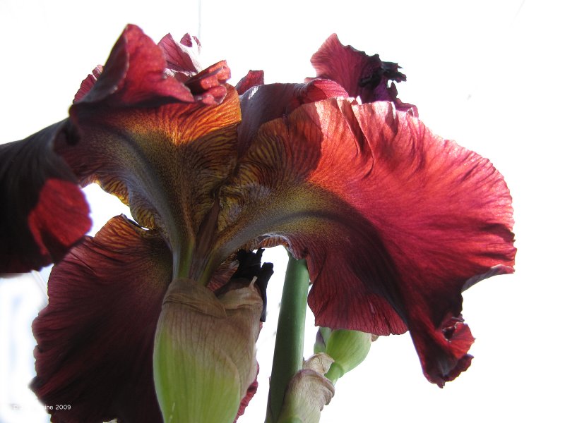 Irises