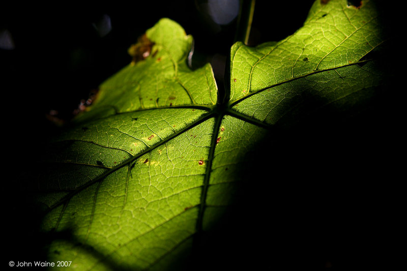 Light of My Leaf