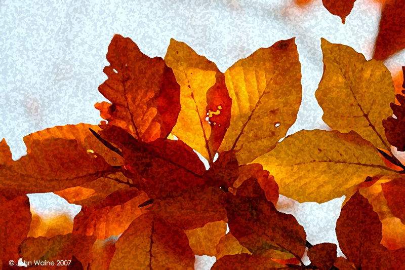 Leaves And Light
