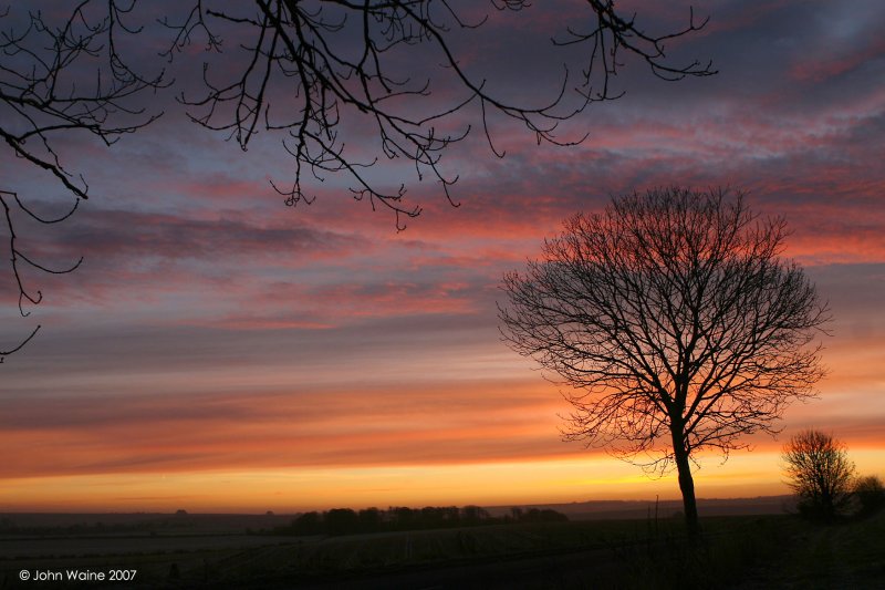 Tree At Dawn 2