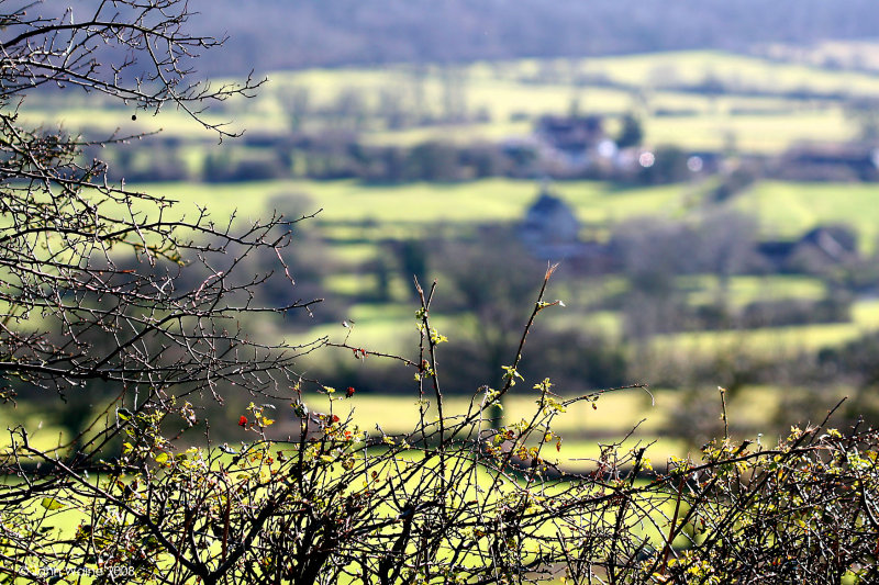 Looking Over The Hedge