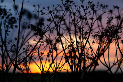 Roadside Sundown