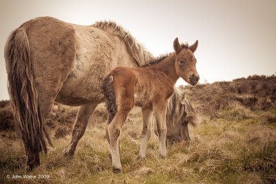 Dartmoor Mare & Foal 2