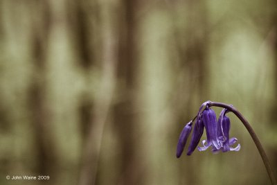 Bluebell In The Woods